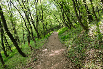 Footpath in the green forest in spring. Beautiful landscape.