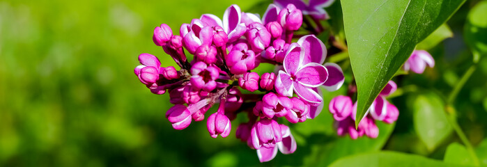 Lilac bush over nature background. Lilac flowers in garden or park. Nature background, banner.Natural blooming fresh lilac tree flowers in Garden .Sunny spring day.Selective focus