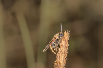 Close-up side view of wasp 