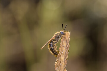 Close-up side view of wasp 