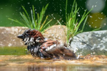The house sparrow - Passer domesticus - male bathes. Czechia. Europe.