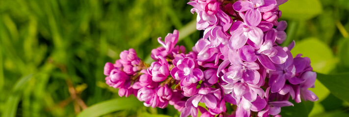 Lilac bush over nature background. Lilac flowers in garden or park. Nature background, banner.Natural blooming fresh lilac tree flowers in Garden .Sunny spring day.Selective focus