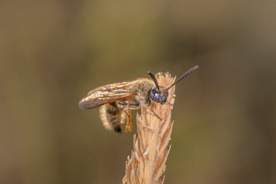 Close-up front view of Wasp "Colpa quinquecincta" sunbathing early in the morning
