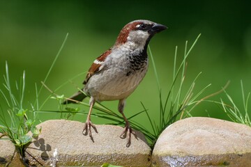 The house sparrow - Passer domesticus -male -on stones with grass. Czechia. Europe. 