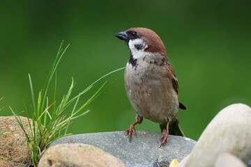 Tree sparrow (Passer montanus) on stones with grass. Czechia. Europe.
