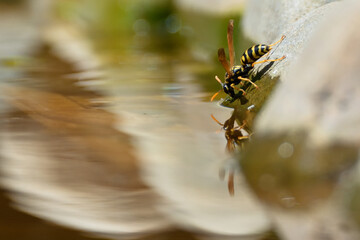 Wasp drinks water.