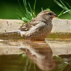  Young sparrow in the water. Czechia. Europe.