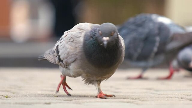 Closeup of gray pigeons birds walking on a city street searching food.