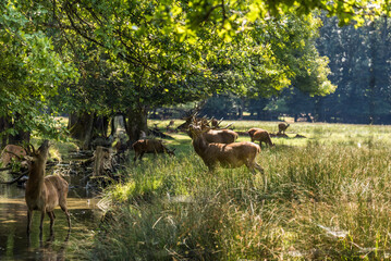 Deers in Animal Park of Chateau de Vizille