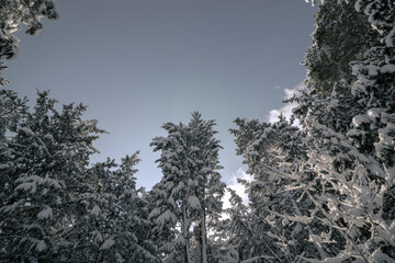 Snowy pine trees from below. Winter in the forest. Winter background photo. Landscape of the forest with snowy trees. 