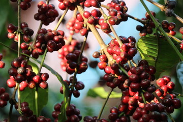 Ready to harvest robusta coffee beans. Ripen coffee beans of robusta enjoying showers of sunlight