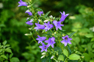 Blooming flower in the sun