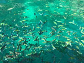 Clear sea and a school of fish in kho Phi Phi