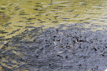 A large group of black fish are swimming in shallow streams for food. It gives a feeling of coolness and relaxation, perfect for vacation. A group of aquatic animals that can be seen in Thailand.