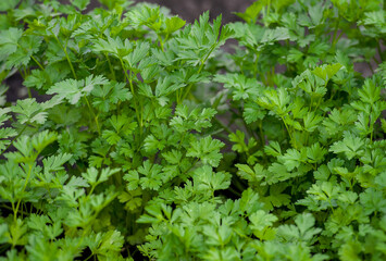 Parsley or garden parsley (Petroselinum crispum), species of flowering plant in the family Apiaceae