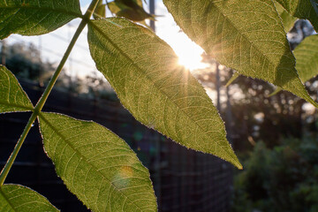 Sunrise behind leafs