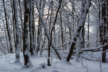 Uroki śnieżnej zimy, Podlasie, Polska © podlaski49
