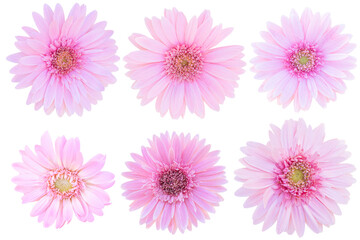 Pink Gerbera Daisy as background picture.flower on clipping path.