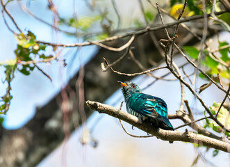 Male Asian emerald cuckoo perching on the branch , Thailand