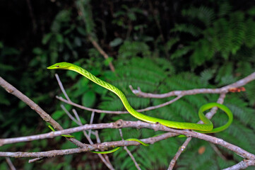 green vine snake // Baumschnüffler, Nasen-Peitschennatter (Ahaetulla nasuta) - Sri Lanka