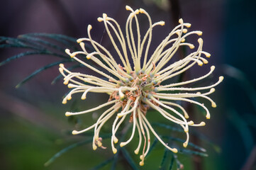 A yellow grevillea flower in the early morning dew