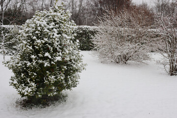 Holly bush covered by snow in the garden in winter season. Ilex cornuta 