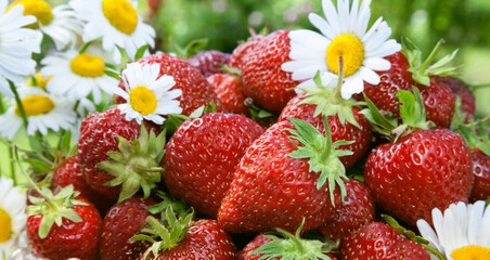 Fresh ripe strawberries in a glass bowl on a background of green meadows