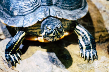 Obraz premium Turtle walking on a stone