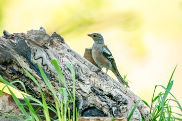 Green and yellow songbird, Detailed Greenfinch standing on a tree trunk. In the background nice green and yellow bokeh