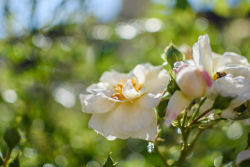 Fototapeta na wymiar Blooming rose in the sun
