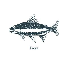 Trout illustration in vector. Logo for packaging.