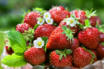 Fresh ripe strawberries in a glass bowl on a background of green meadows