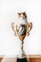 A cat sitting in a vase on a table