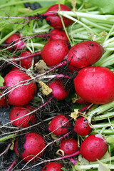 Radish fresh