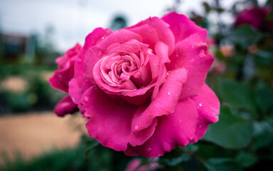 pink rose in the garden
