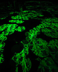 ライトで映る自然