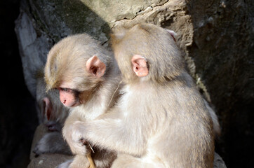 ニホンザル
