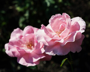 Obraz premium Pink rose close up in nature