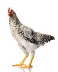 one gray rooster isolated on white background, studio shoot