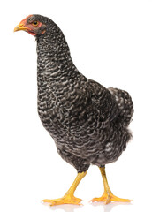 one black chicken isolated on white background, studio shoot