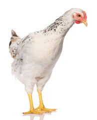 one white chicken isolated on white background, studio shoot