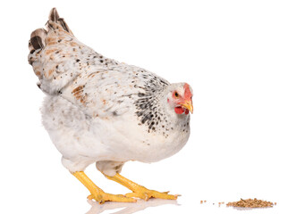 one white chicken pecking grains, isolated on white background, studio shoot