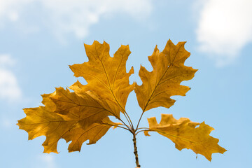 Branch of dry oak leaves against the sky