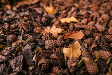 Background of dry fallen forest cones with leaves