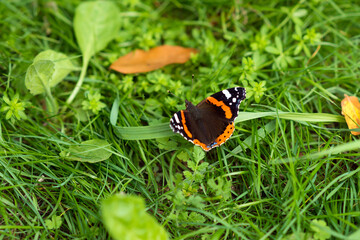 Butterfly on the background of brine grass