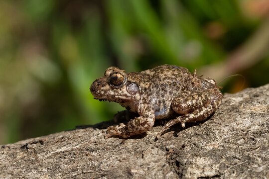 Common midwife toad, Alytes obstetricans, toad on the rock with green background