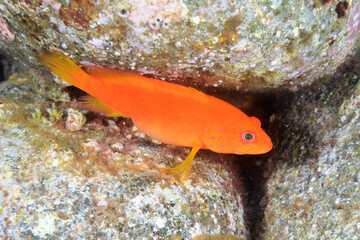 Obraz na płótnie Canvas ユカタハタの幼魚