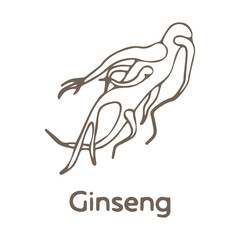 Black and white hand drawn ginseng root, longevity root, sketch style vector illustration, anti-aging cosmetics ingredient. The part of set.