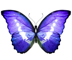 Color Morpho butterfly , isolated on the white background