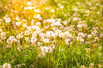 Summer meadow with dandelions in beautiful sunset light